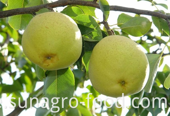 Organic Golden Crown Pear